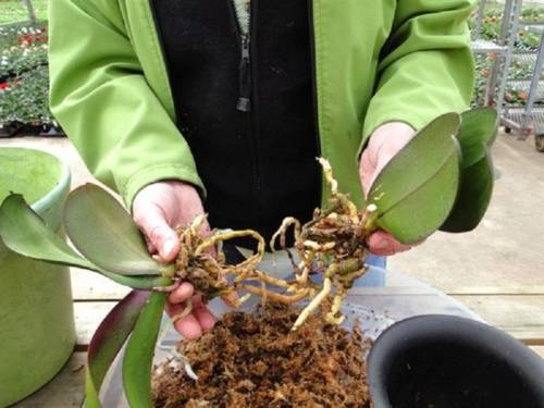 Как рассадить орхидею: сроки и способы