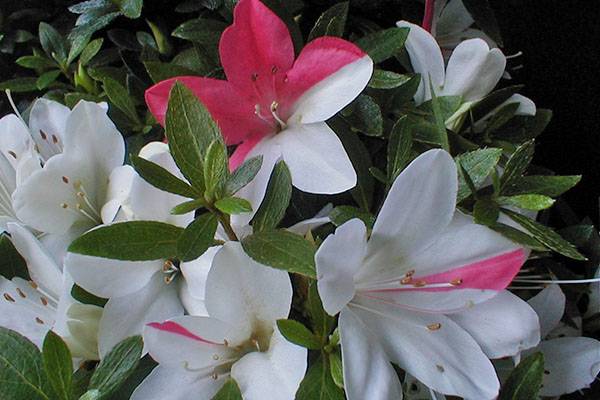 Азалия или рододендрон (azalea). правила ухода в период цветения, обрезка, размножение.