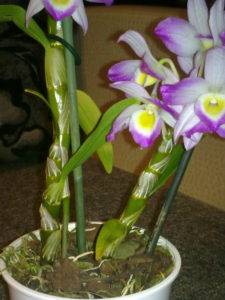 Общие правила ухода за орхидеями дендробиум
