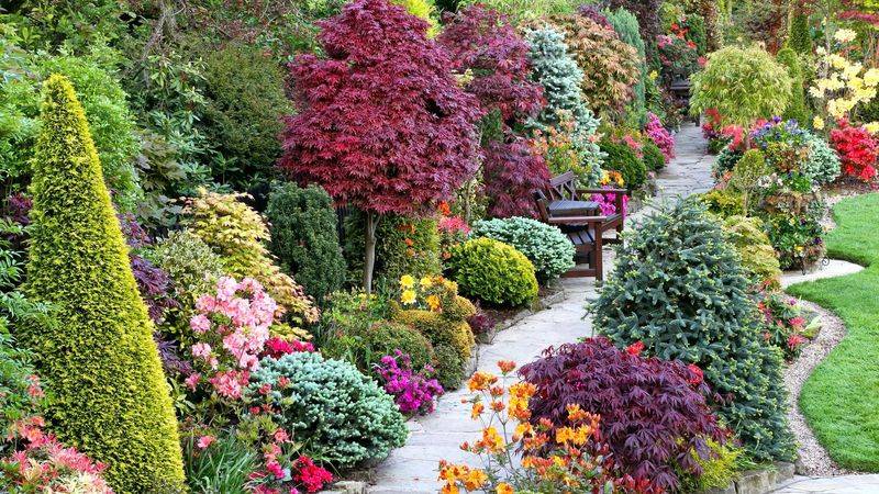 Самые неприхотливые и красивые декоративные кустарники для дачи и сада