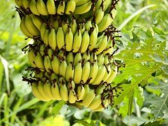 Выращивание бананов — инструкция по посадке и выращиванию в домашних условиях (110 фото)