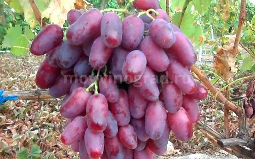 Перспективный сорт xxi века: виноград «потомок ризамата»