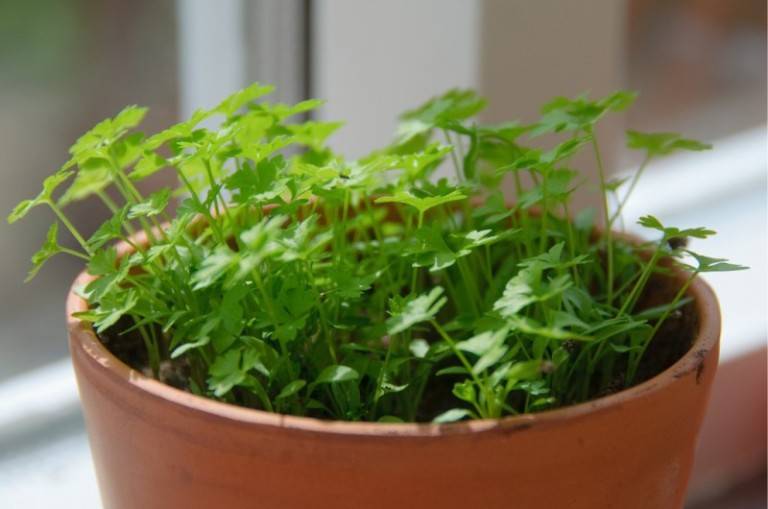 Выращивание укропа из семян на подоконнике в квартире: посадка, уход 