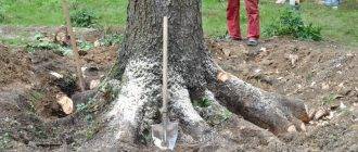 Выкорчевывание пней дерева на участке при помощи лебёдки