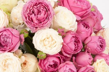 Пионовидные розы — ароматное удовольствие
