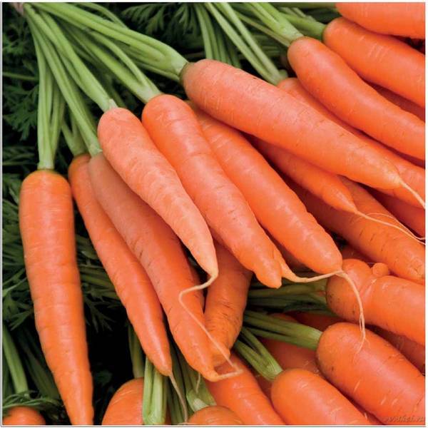 Полезные советы по подкормке и прореживанию моркови