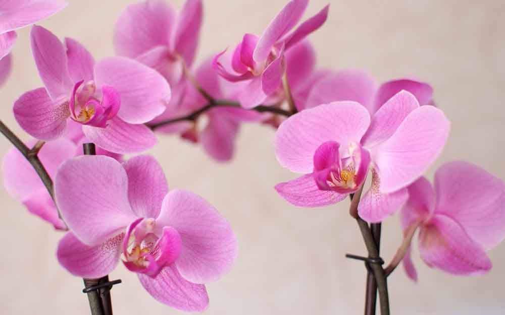 Как размножить орхидею детками в домашних условиях