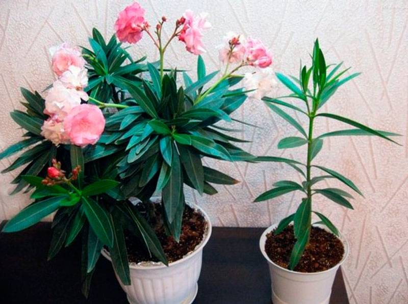 Удивительный  цветок обыкновенного олеандра:  уход и выращивание в домашних условиях и открытом грунте