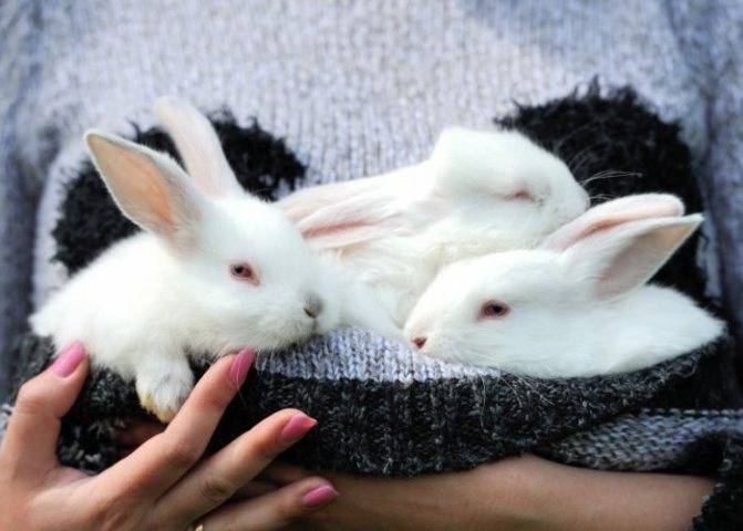 Когда отсаживать крольчат от крольчихи