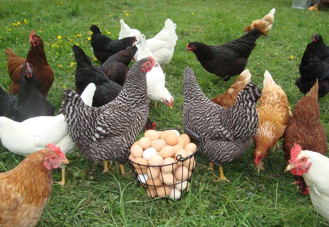 Когда начинают нестись куры – возраст яйценоскости кур