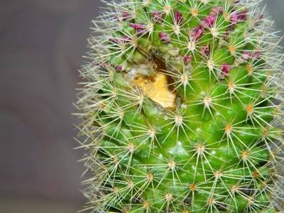 Можно ли спасти погибающий кактус и как правильно это сделать? причины недуга и советы по уходу