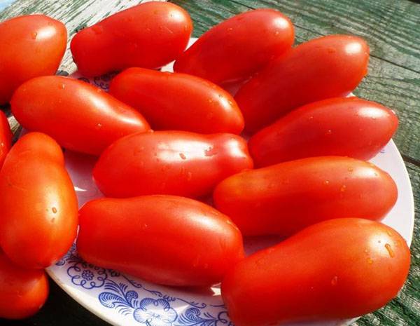 12 скороспелых сортов томатов, которые можно сеять в апреле-мае