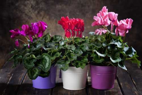 Как не погубить цветок после покупки: уход в домашних условиях за персидским и другими видами цикламенов