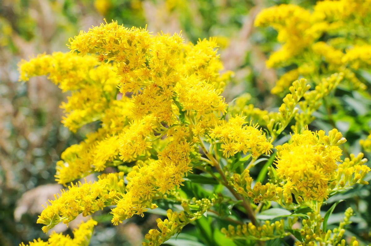 Золотарник, или солидаго — лечебный цветок из канады