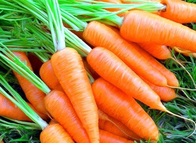 Нужно ли прорастить семена моркови перед посадкой? как это сделать быстро?