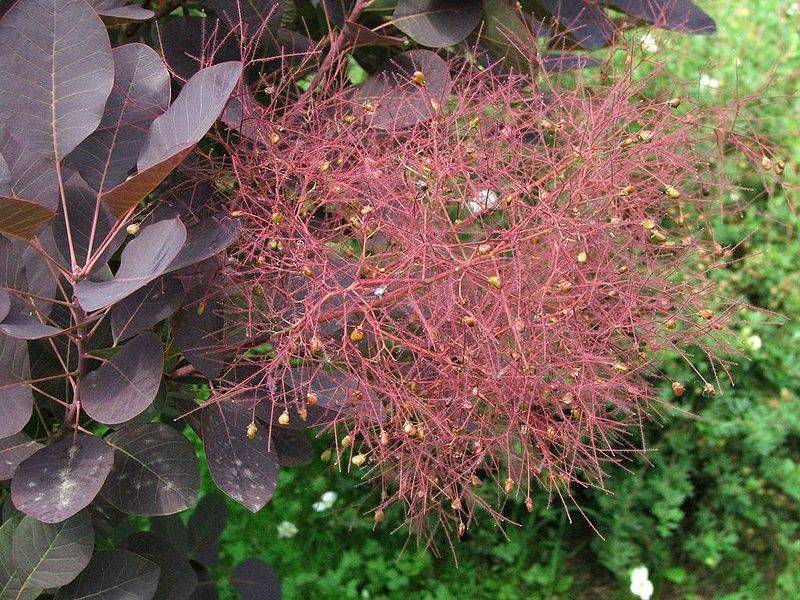 Скумпия — легкий уход за красивейшим растением