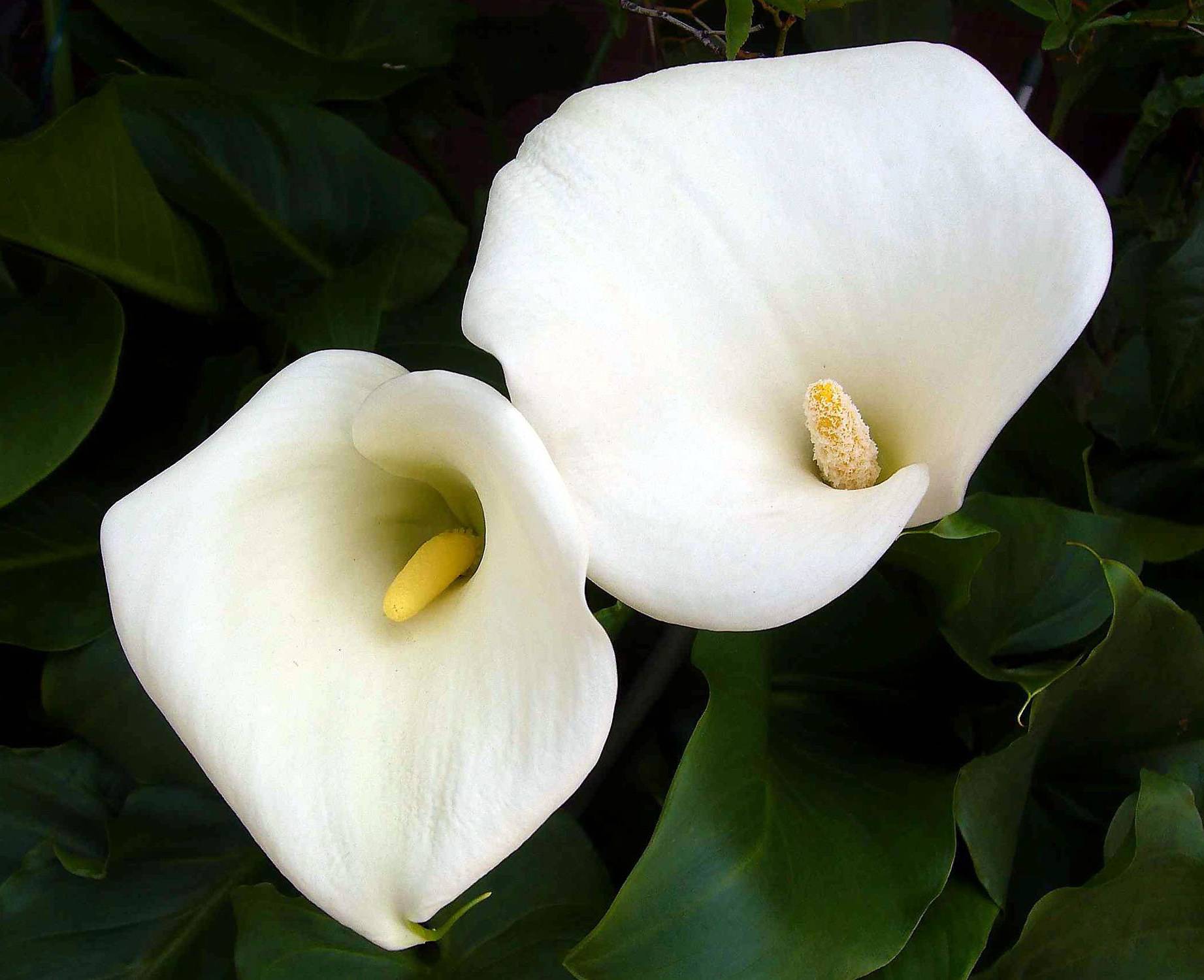 Калла (calla lily) — изящный цветок