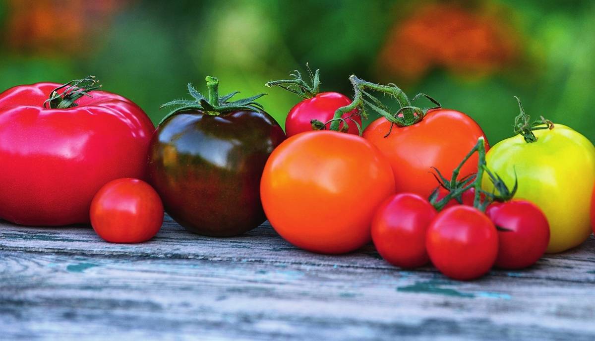 Помидоры которые не болеют фитофторой:  7 проверенных сортов томатов устойчивые к фитофторе.