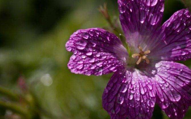 Многоцветковая петуния: какой бывает и как ее правильно выращивать?