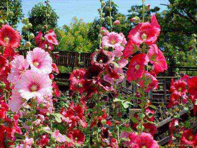 Шток роза или мальва — советы по выращиванию в саду