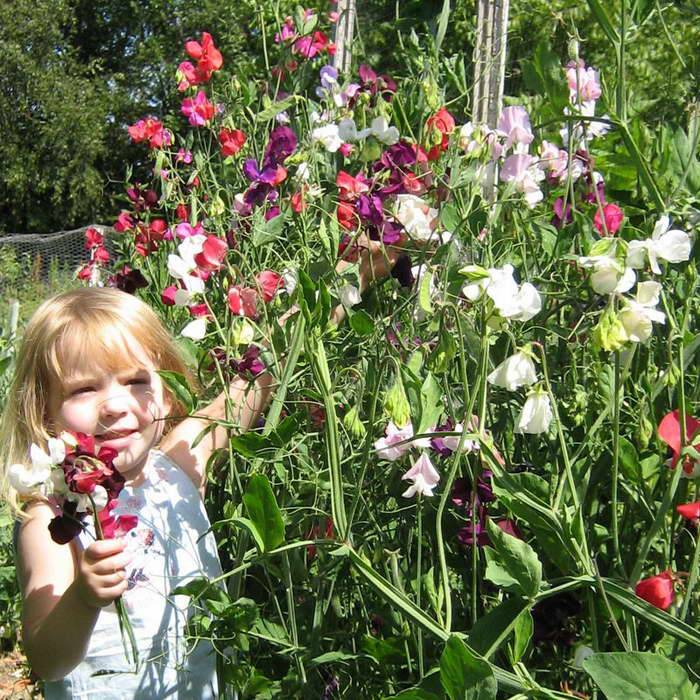 Душистый горошек однолетний: описание, сорта, выращивание из семян