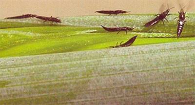 Инсектицид «алатар»: инструкция по применению или ориентир на вредителя