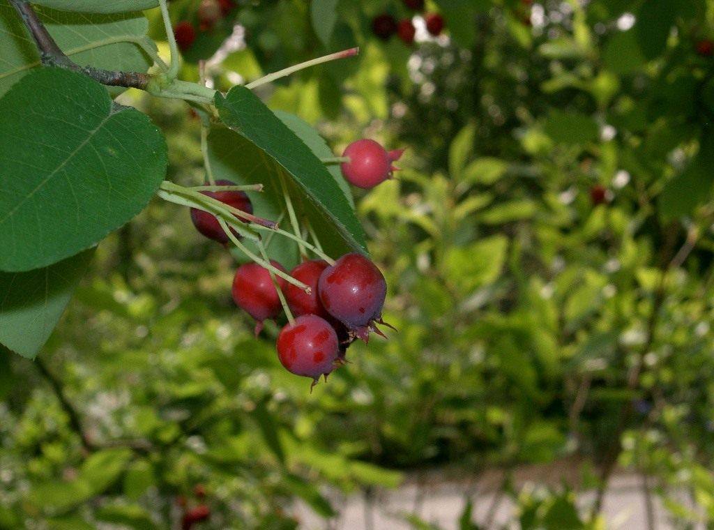 Симпатичный кустарник с полезными для здоровья ягодами — ирга