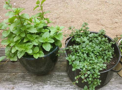 Как посадить мяту и вырастить из семян на даче