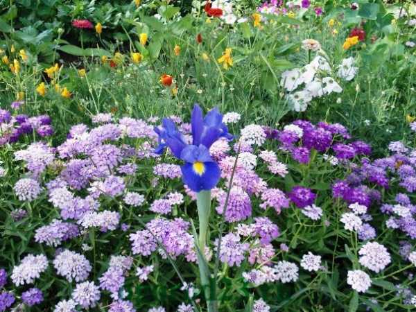 Иберис зонтичный: разновидности и выращивание