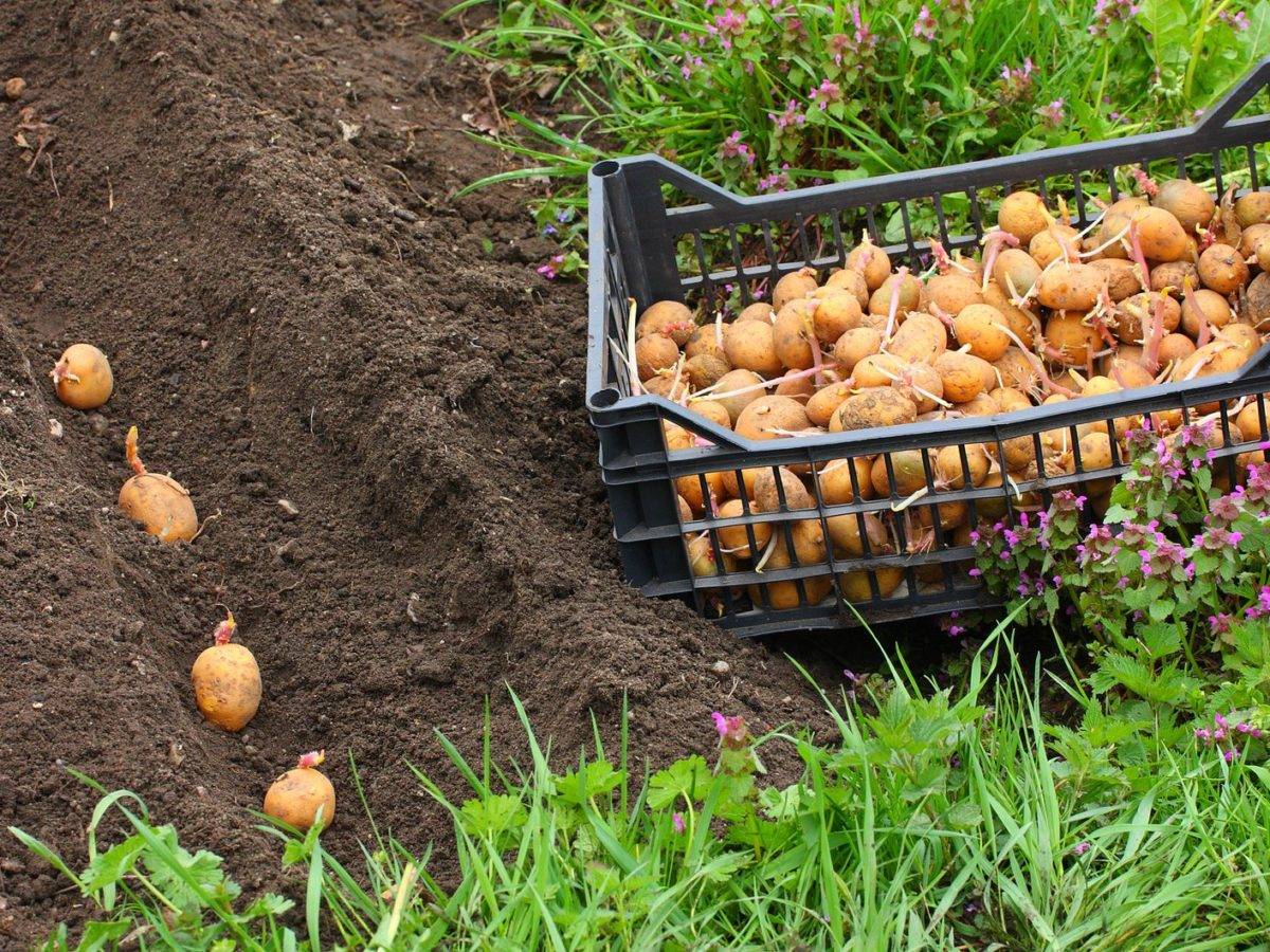 Предпосадочные удобрения для картофеля