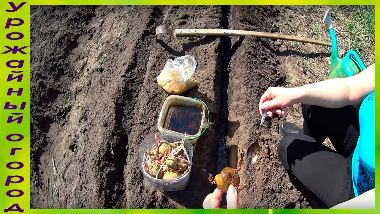 Как производиться защита картофеля от проволочника