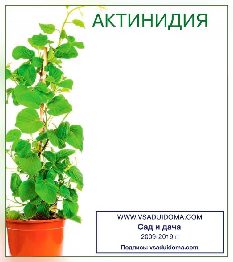 Выращиваем на дачном участке сорта актинидии аргута