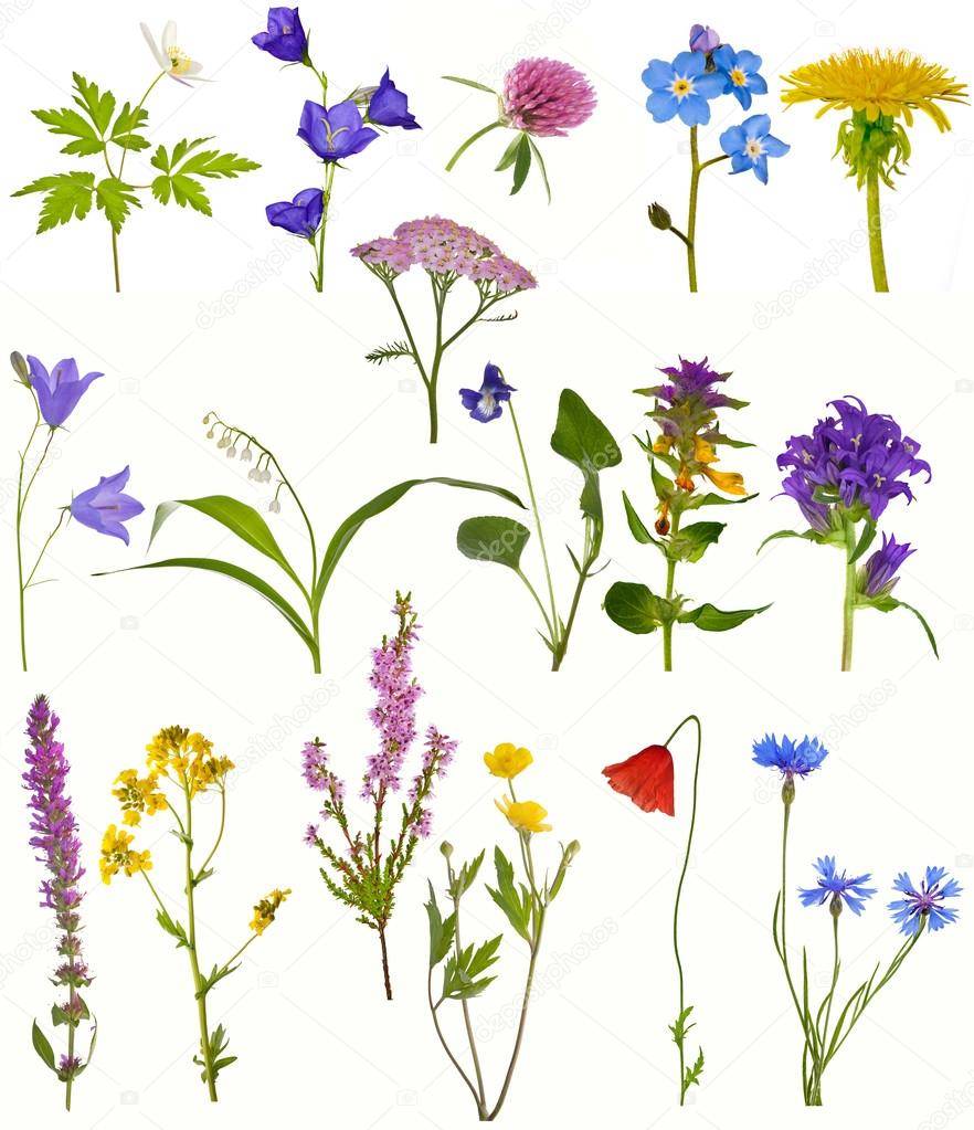 Луговые и полевые цветы с фото и названиями растений