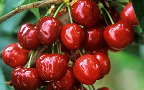 Описание и выращивание гибрида вишни и черешни дюк