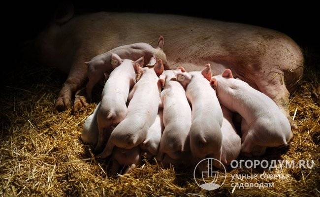 Симптомы и лечение рожы у свиней