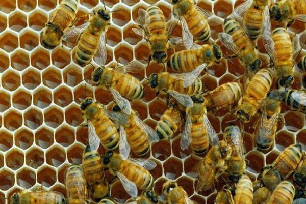 Как правильно сделать новичку отводок пчел, чтобы получить прибыль с пасеки