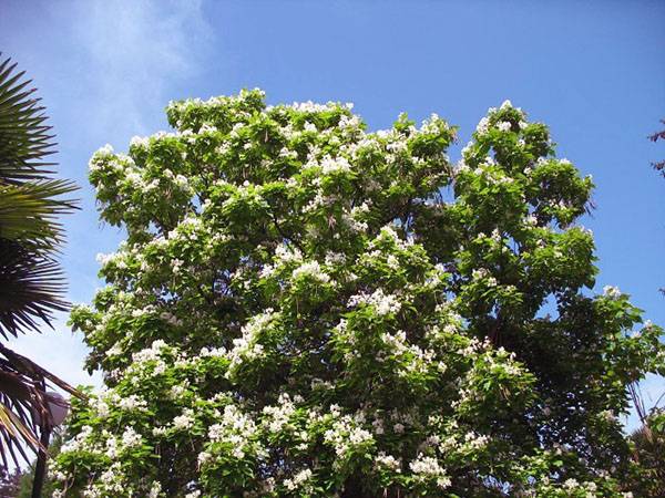 Говения или конфетное дерево: описание и выращивание