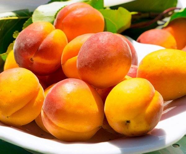 Болезни и вредители абрикоса: как распознать и бороться?