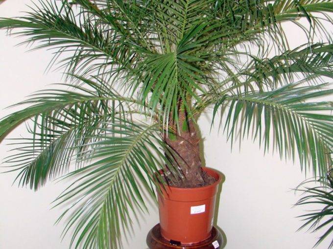 Комнатная финиковая пальма
