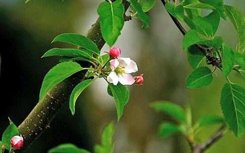 Листья и цветы яблони: полезные свойства, противопоказания и применение