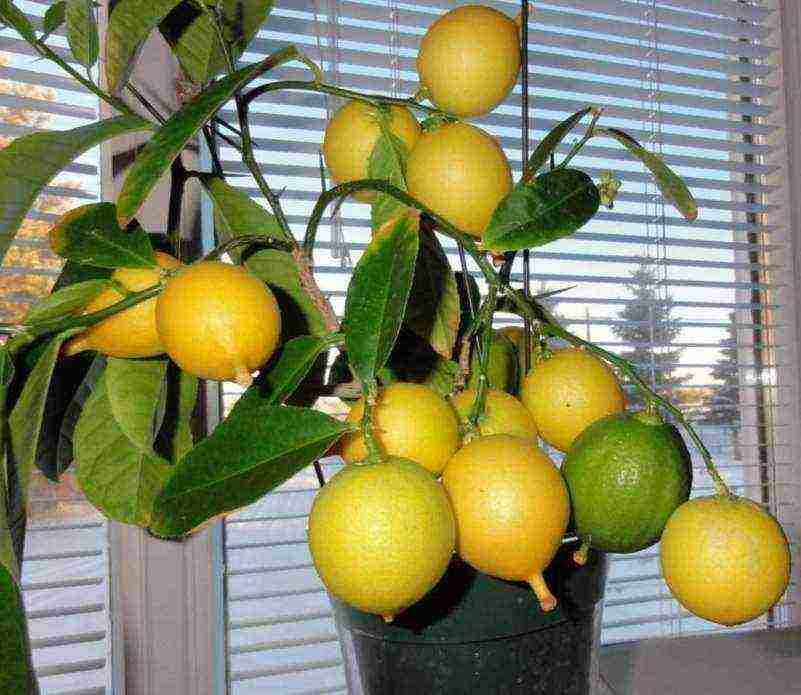 Как ухаживать за лимоном, чтобы он плодоносил дома