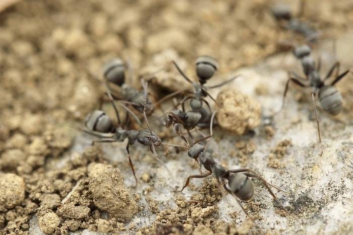 Тля и муравьи — как с ними бороться?