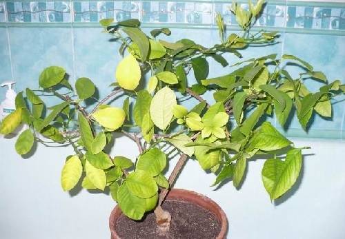 Удобрение грунта для цитрусовых растений и советы по уходу