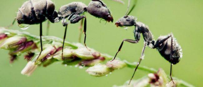 Как избавиться от садовых муравьев: не дадим им шанса уничтожить урожай