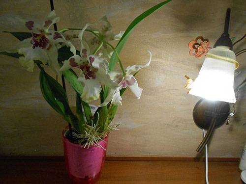 Орхидея камбрия: уход в домашних условиях