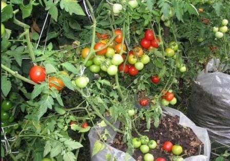 Выращивание помидоров черри