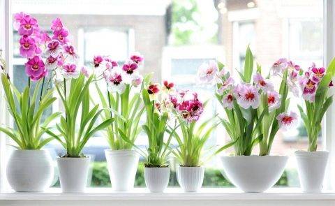 Почему больше не цветет домашняя любимица орхидея?