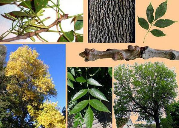 Ясень: фото дерева и листьев, описание, разновидности и интересные факты