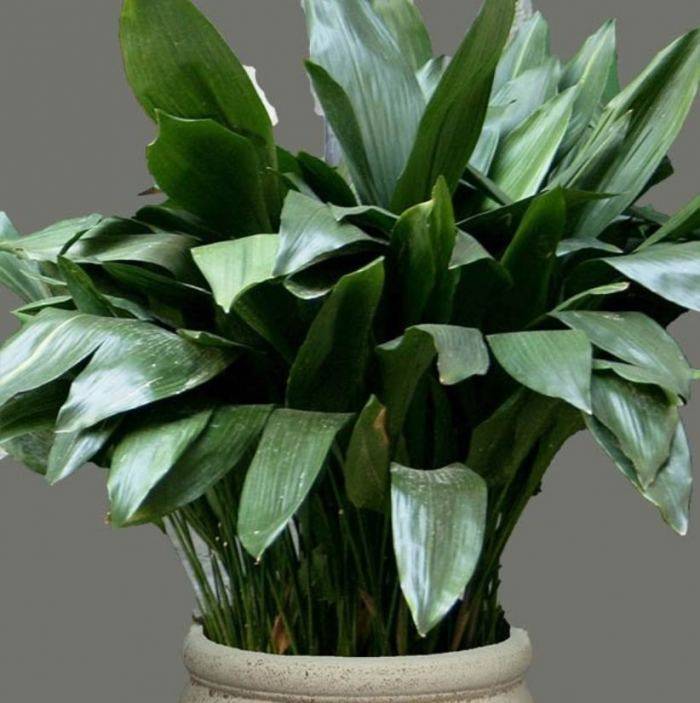 Аспидистра — растение с изумрудной листвой и чугунным характером