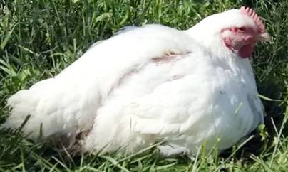 Цыплята и куры падают на ноги: причины и лечение